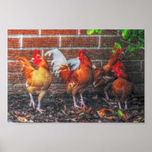 Chicken Dance Poster (Voorkant)