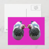 CHICKEN DUO OVER MAGENTA BRIEFKAART (Voorkant / Achterkant)