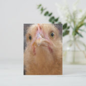 Chicken Face Briefkaart (Staand voorkant)