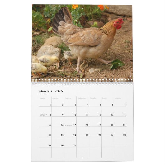 Chicken Hen Kalender (Mar 2026)