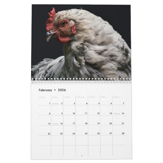 Chicken Hen Kalender (Feb 2026)