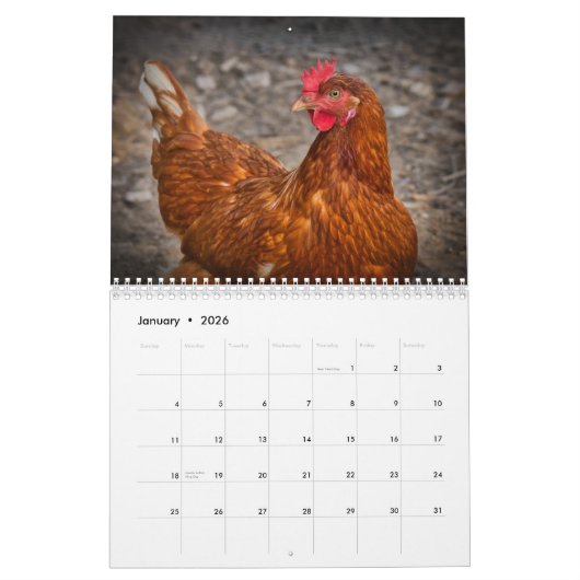 Chicken Hen Kalender (Jan 2026)