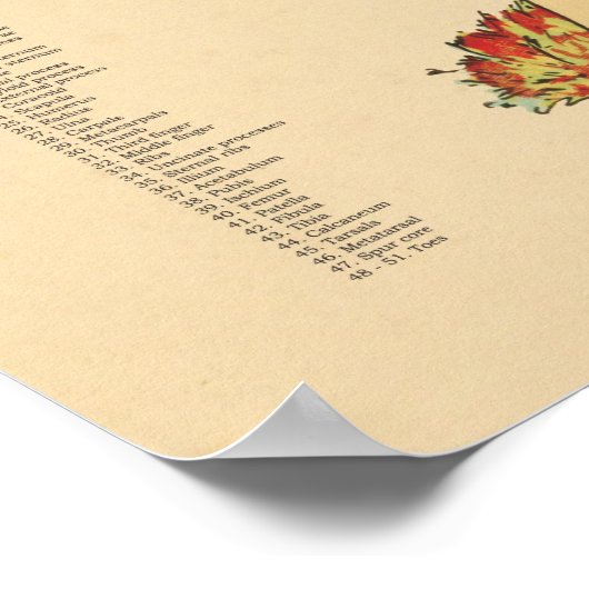 Chicken Hen Skeletal Anatometal Chart Veterinary Poster (Hoek)