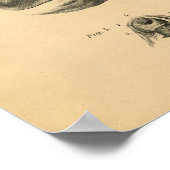 Chicken Hen Skeleton Anatomy 1908  Print (Hoek)