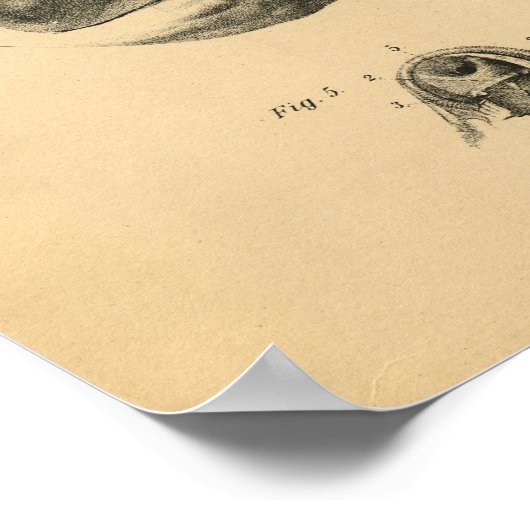 Chicken Hen Skeleton Anatomy 1908  Print (Hoek)