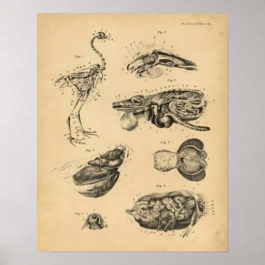 Chicken Hen Skeleton Anatomy 1908  Print (Voorkant)