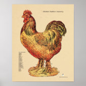 Chicken Hen Surface Anatomaire Chart Veterinary Poster (Voorkant)
