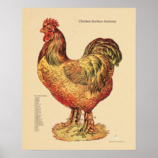 Chicken Hen Surface Anatomaire Chart Veterinary Poster (Voorkant)