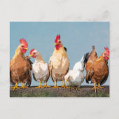 Chicken Hen Two-Tone Coffee Mok Briefkaart (Voorkant)