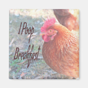 Chicken I poop Breakfast Funny Humor Magneet