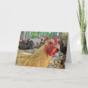 Chicken Kaart