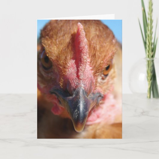 Chicken Macro Photography Portret Kaart (Voorkant)