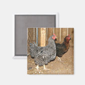 Chicken magnet (Voorkant / Achterkant)
