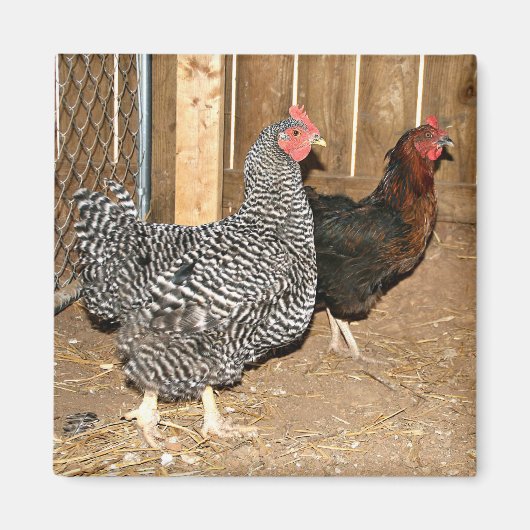 Chicken magnet (Voorkant)