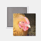 Chicken Magnet #1 Golden Laced Wyandotte (Voorkant / Achterkant)