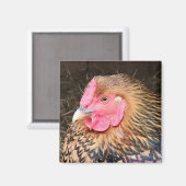 Chicken Magnet #2 Golden Laced Wyandotte (Voorkant / Achterkant)