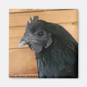 Chicken Magnet #3 Southern Rambler