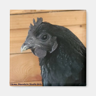 Chicken Magnet #3 Southern Rambler