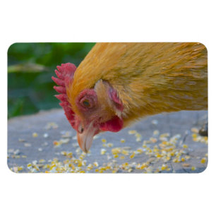 Chicken Magnet Magneet