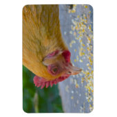 Chicken Magnet Magneet (Verticaal)