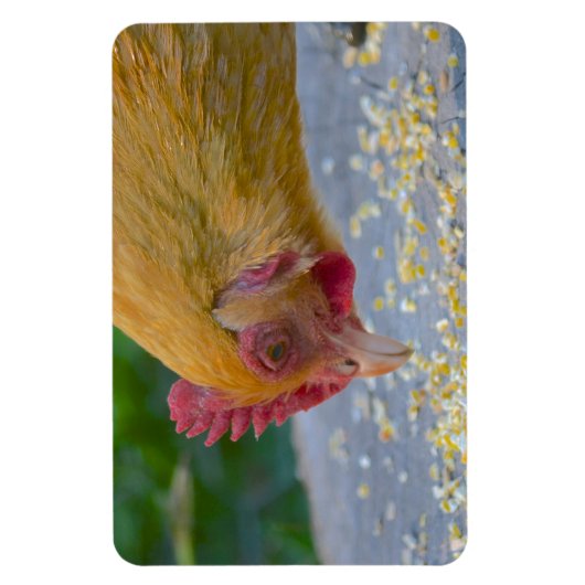 Chicken Magnet Magneet (Verticaal)
