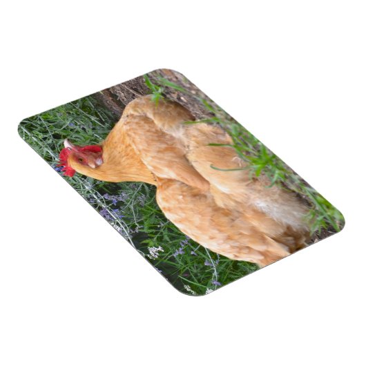 Chicken Magnet Magneet (Rechterzijde)
