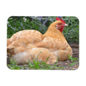 Chicken Magnet Magneet (Horizontaal)