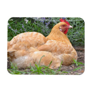 Chicken Magnet Magneet