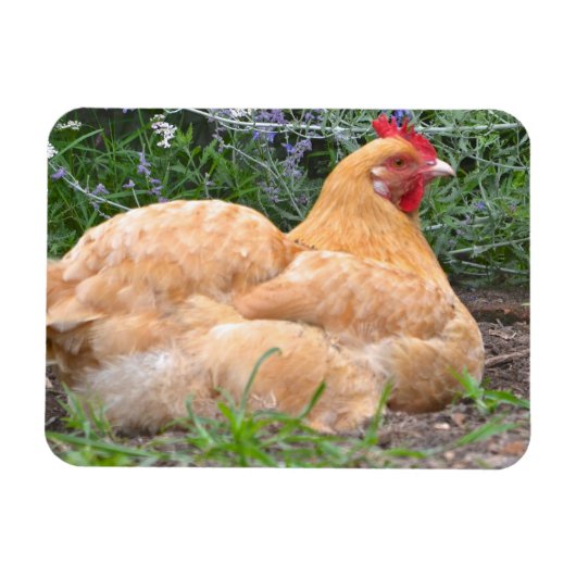 Chicken Magnet Magneet (Horizontaal)