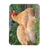 Chicken Magnet Magneet (Verticaal)