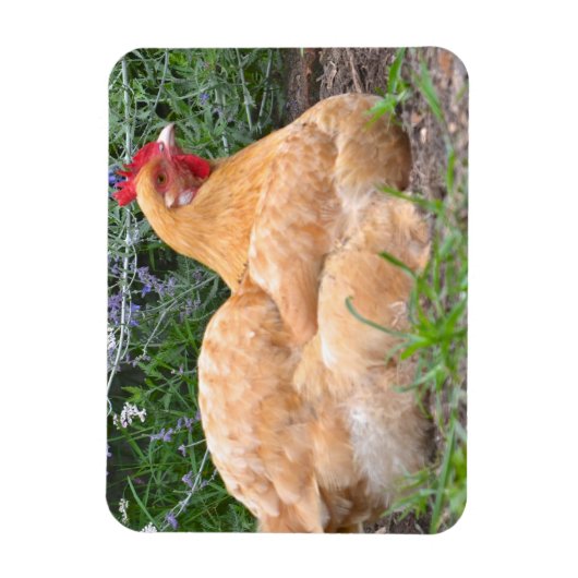 Chicken Magnet Magneet (Verticaal)