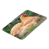 Chicken Magnet Magneet (Linkerzijde)