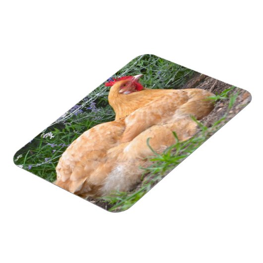 Chicken Magnet Magneet (Linkerzijde)
