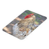 Chicken Magnet Magneet (Linkerzijde)