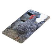 Chicken Magnet Magneet (Linkerzijde)