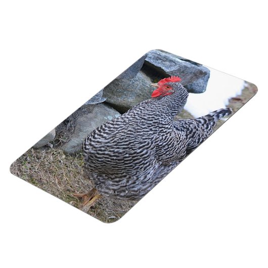Chicken Magnet Magneet (Linkerzijde)
