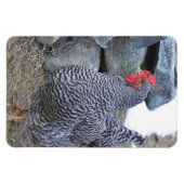 Chicken Magnet Magneet (Horizontaal)