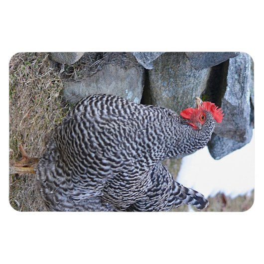Chicken Magnet Magneet (Horizontaal)