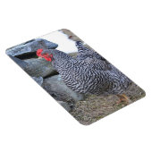 Chicken Magnet Magneet (Rechterzijde)