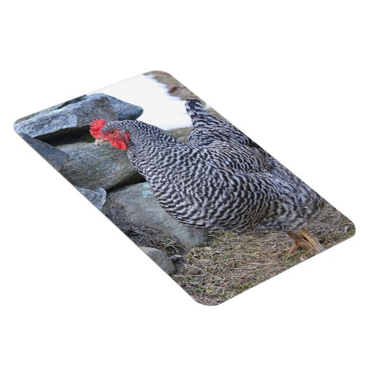 Chicken Magnet Magneet (Rechterzijde)