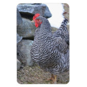 Chicken Magnet Magneet (Verticaal)