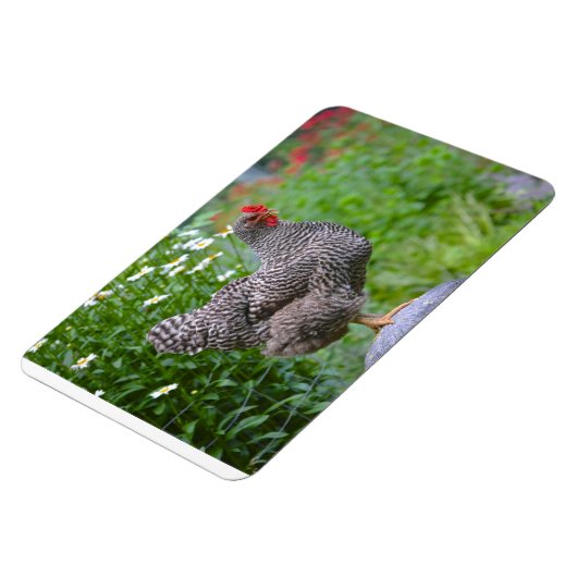 Chicken Magnet Magneet (Linkerzijde)