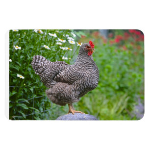 Chicken Magnet Magneet