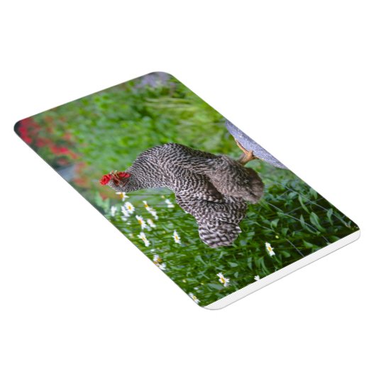 Chicken Magnet Magneet (Rechterzijde)
