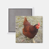 Chicken Magnets Magneet (Voorkant / Achterkant)