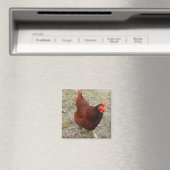 Chicken Magnets Magneet (Insitu (Vaatwasser))