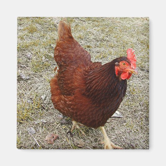 Chicken Magnets Magneet (Voorkant)