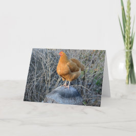 Chicken Notecard Kaart