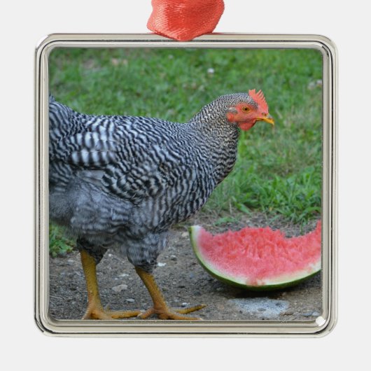 Chicken Ornament (Voorkant)