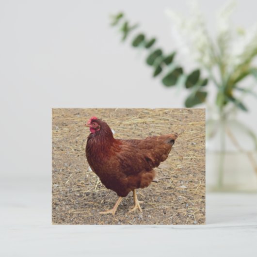 Chicken Photo Briefkaart (Staand voorkant)
